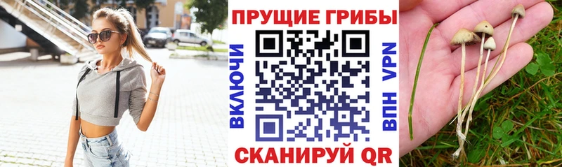 Галлюциногенные грибы Psilocybe  Зарайск 